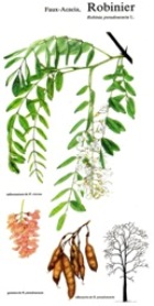 Acacia